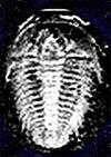 The Trilobyte an Ancient Life Form